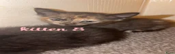 Mixed Breed cats for sale: 8 kittens looking for new homes🩷💙 in Luton - Advert 9