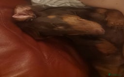Dachshund dogs for sale: Bertie the Dachshund  - Image 3