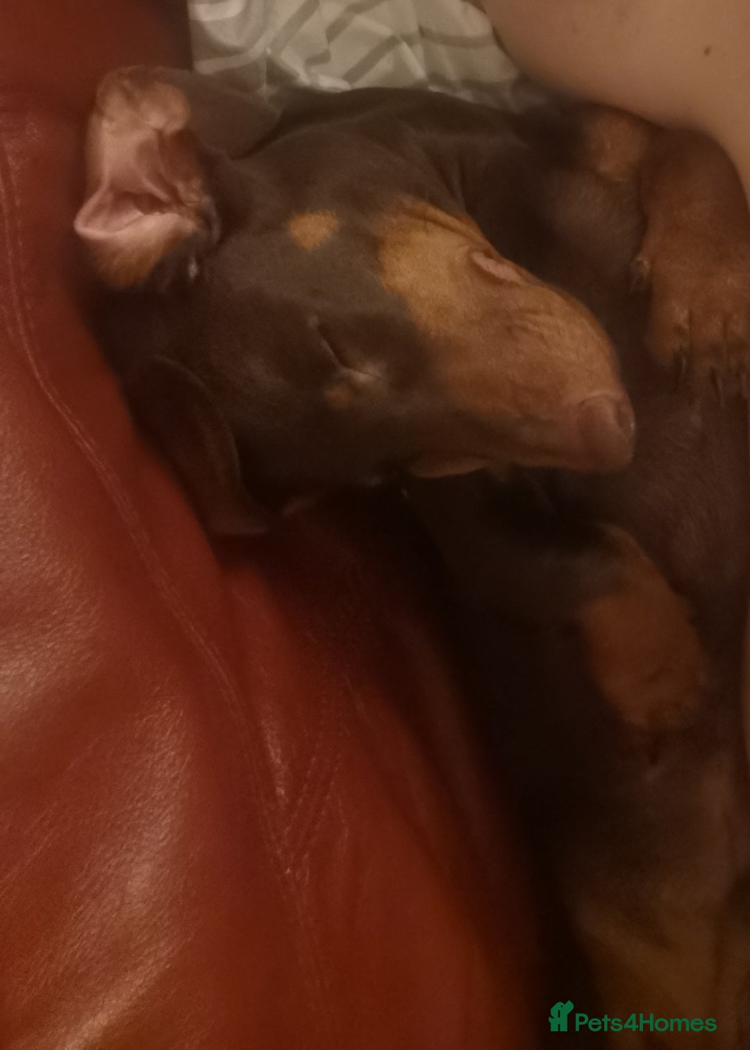 Dachshund dogs for sale: Bertie the Dachshund  - Image 3