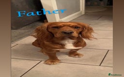 Cocker Spaniel dogs for sale: Cocker spaniel puppies for sale  - Image 2