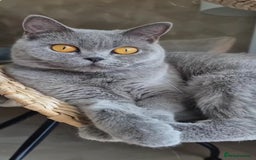 British Shorthair cats for sale: Adorable British Shorthair Kitten (Forever Home) - Image 6