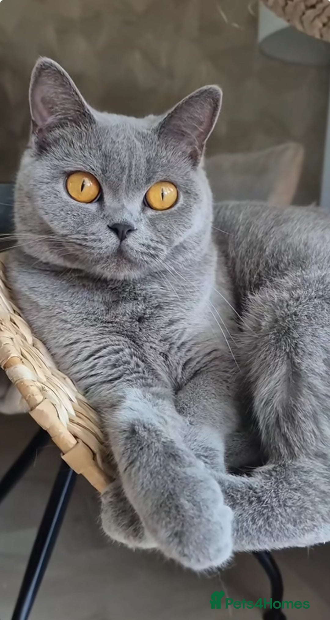 British Shorthair cats for sale: Adorable British Shorthair Kitten (Forever Home) - Image 6