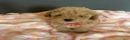 Toy Poodle dogs for sale: TOY POODLE GIRLS AND BOYS READ NOW  - Advert 11