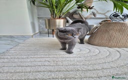 British Shorthair cats for sale: British Blue Gril  - Image 2