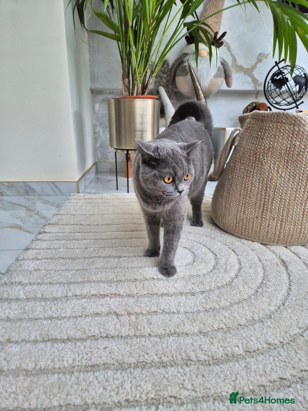 British Shorthair cats for sale: British Blue Gril  - Image 2
