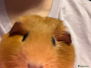 Guinea Pig rodents Two female pigs - Advert 1