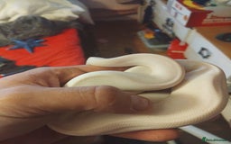 Python Snake reptiles for sale: 2x baby royal pythons - Image 4