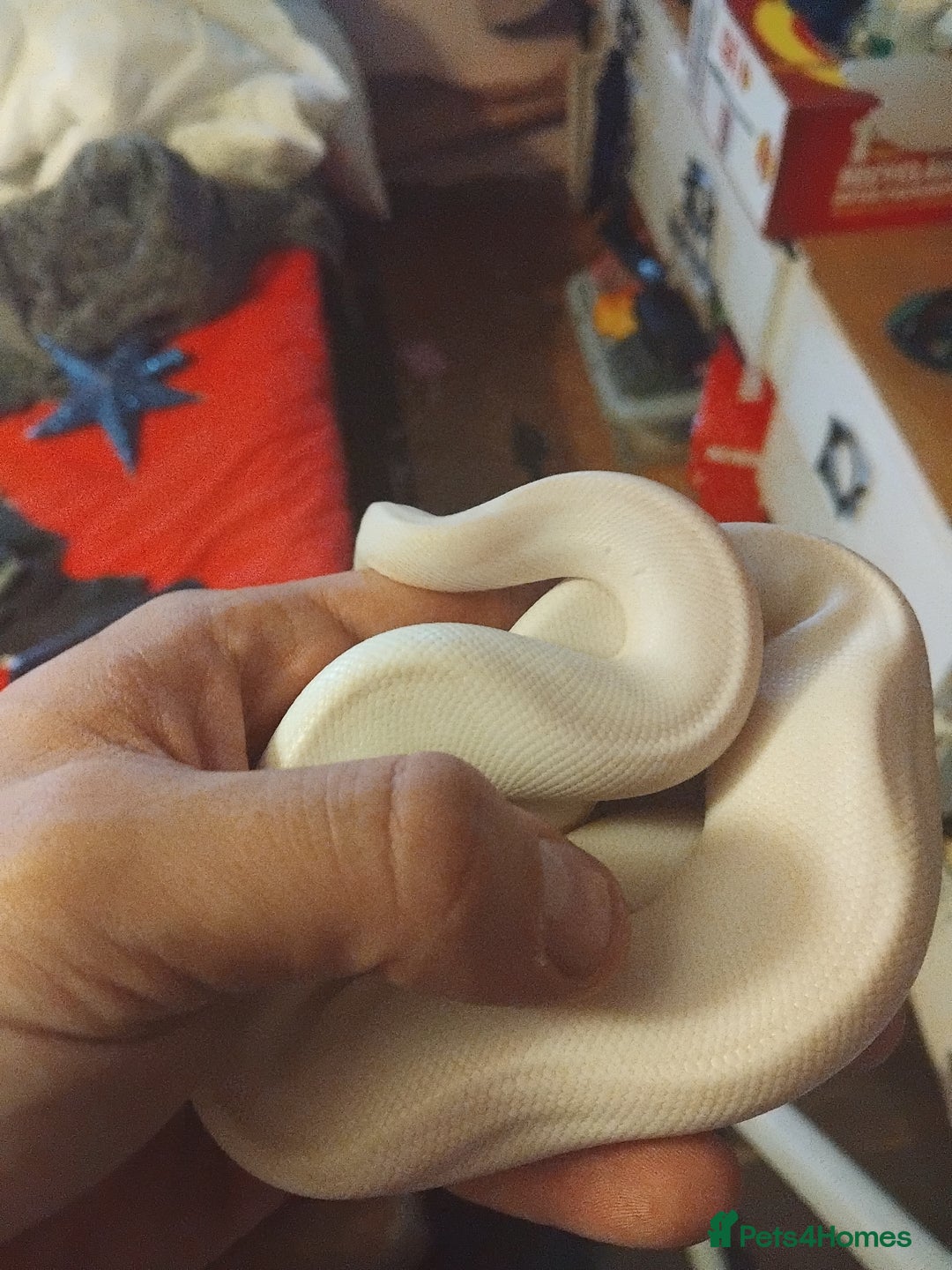 Python Snake reptiles for sale: 2x baby royal pythons - Image 4