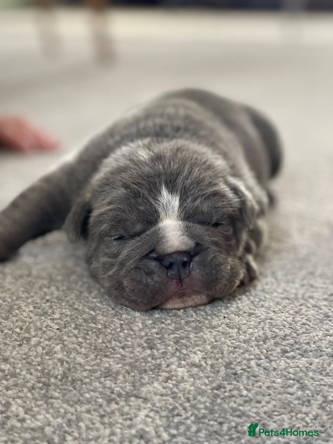 English Bulldog dogs for sale: 2 beautiful English Bulldog puppies 🥰🐶 - Advert 11
