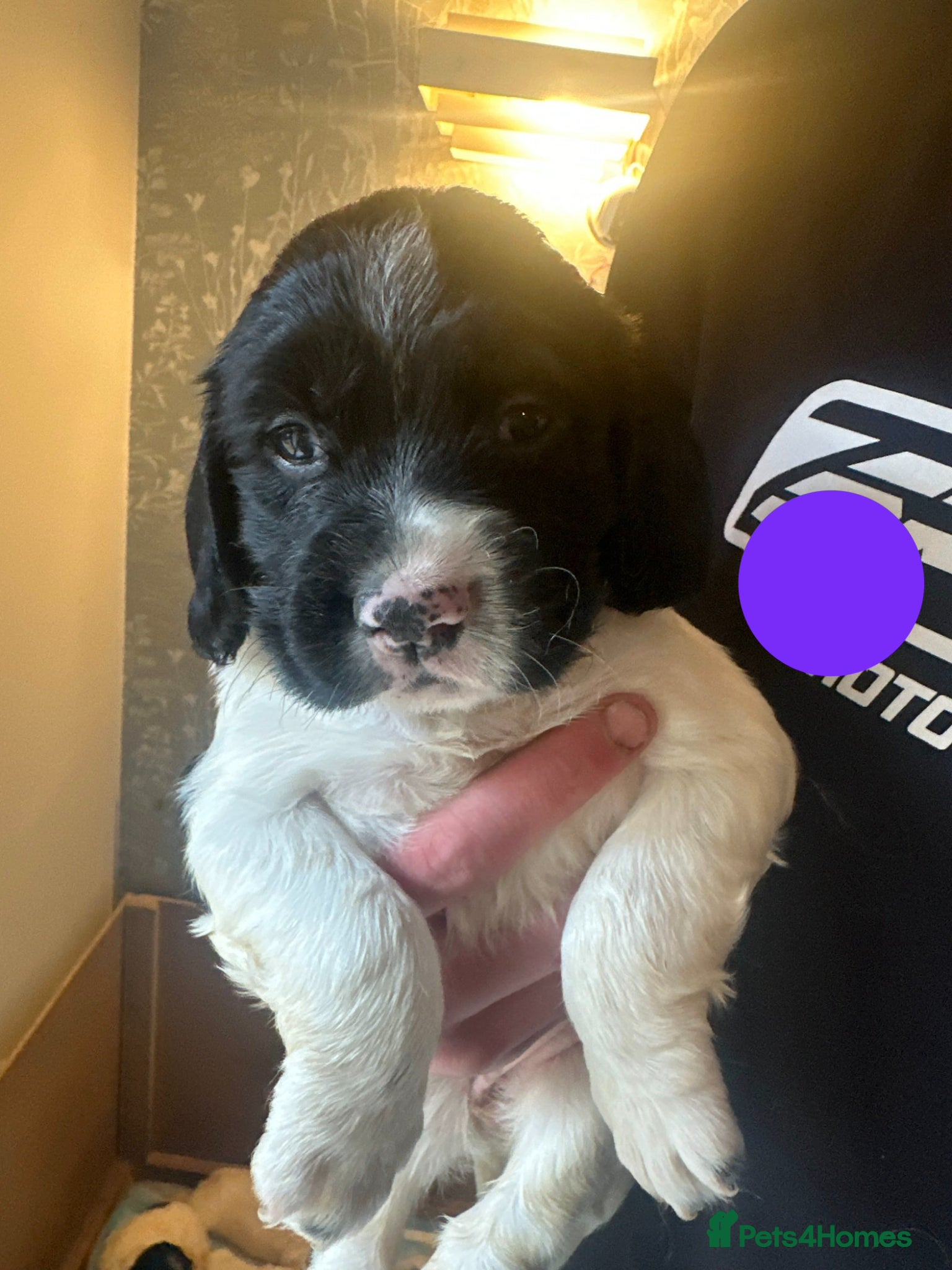 English Springer Spaniel dogs Gorgeous KC Springer Spainel Puppies  - Advert 1