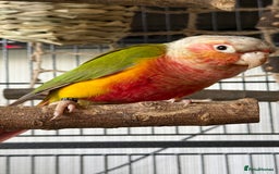 Conures birds for sale: 6 months old pineapple conure - Advert 2