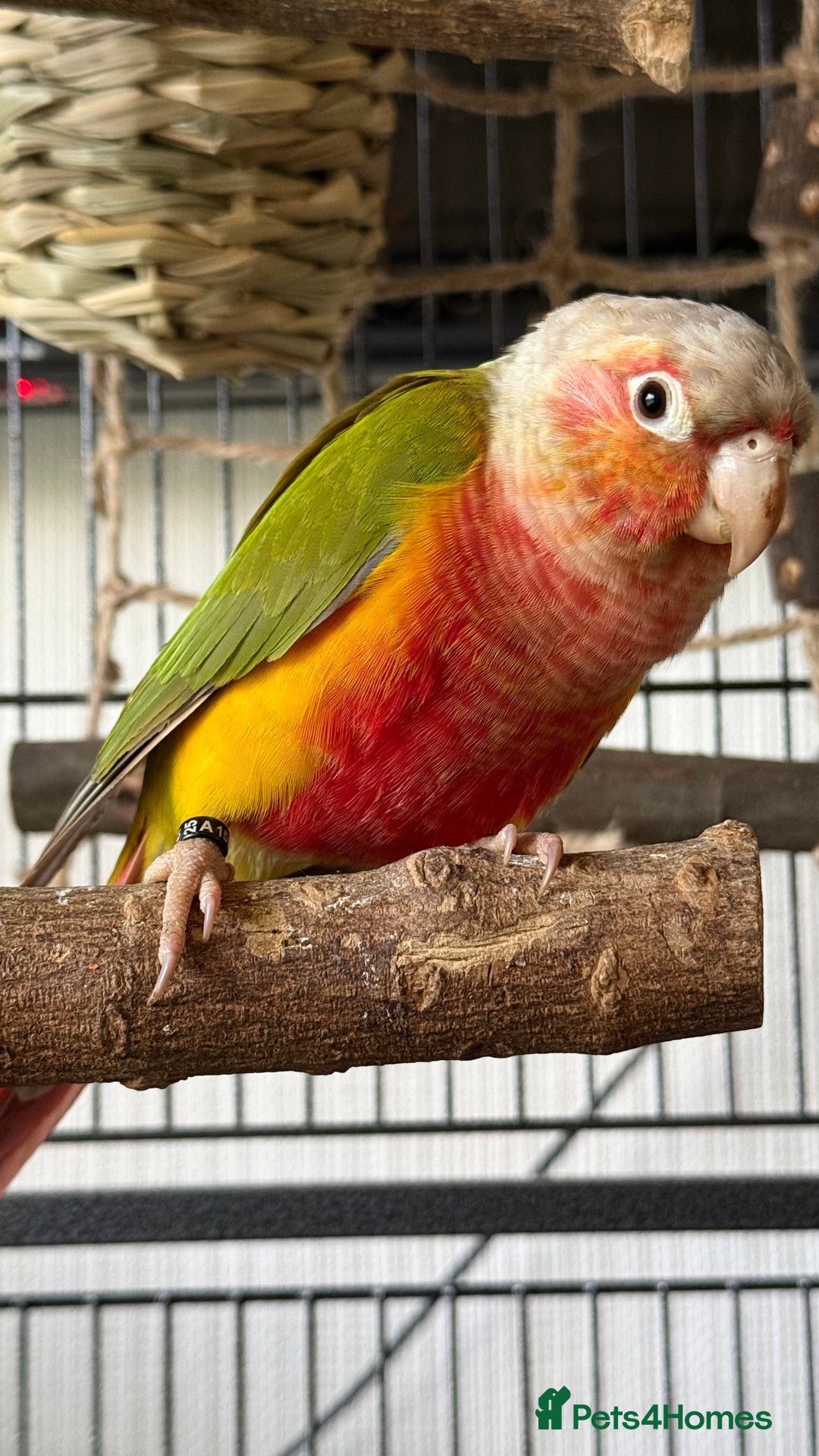 Conures birds for sale: 6 months old pineapple conure - Advert 2