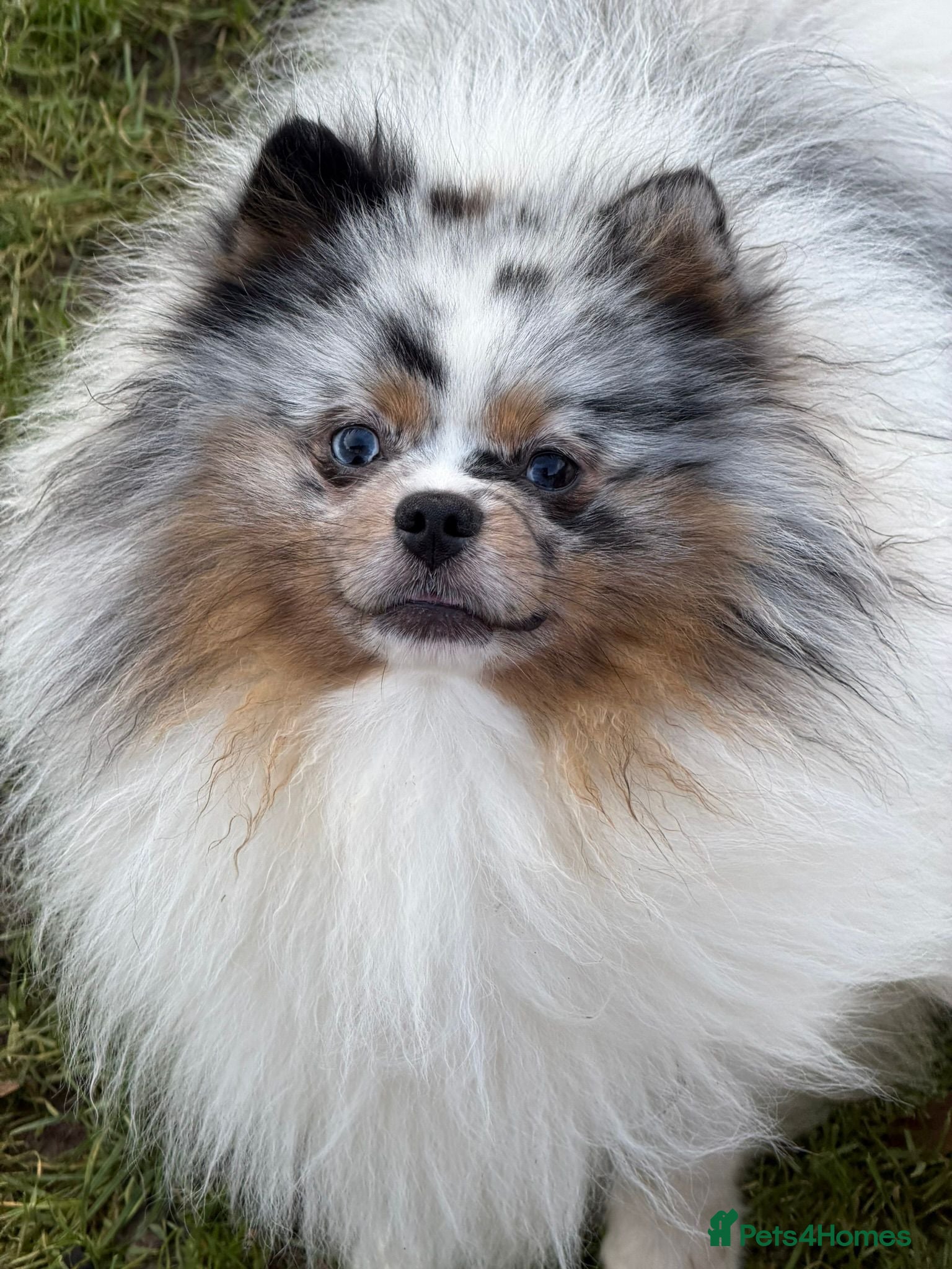 Pomeranian dogs  Adult merle Pomeranians brothers & sister - Advert 1