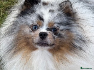 Pomeranian dogs Adult merle Pomeranians brothers & sister - Advert 6