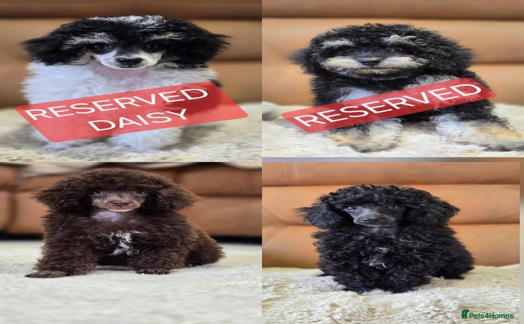 Toy Poodle dogs - Advert 4