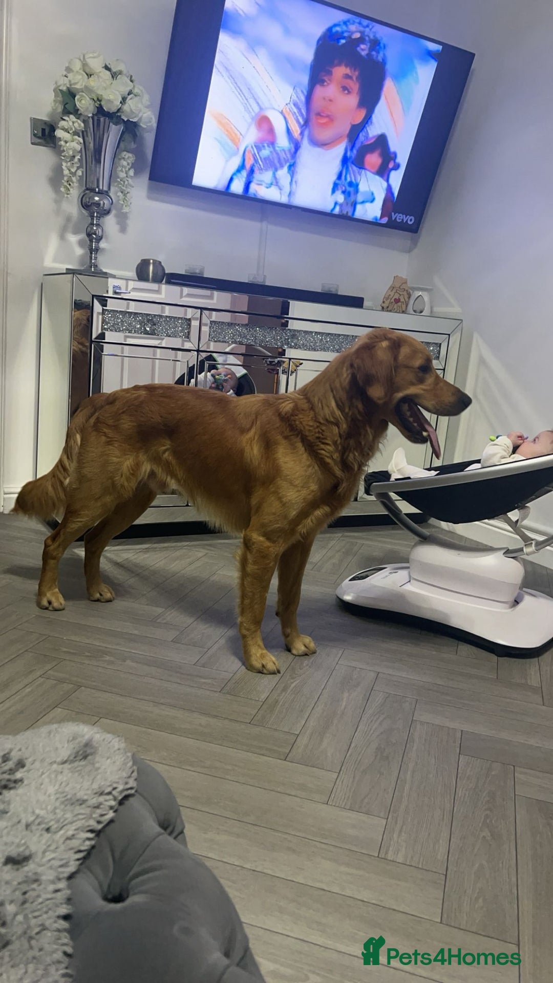 Goldendoodle dogs for sale: Beautiful golden puppies - Image 11