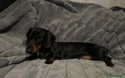 Miniature Dachshund dogs for sale: Stunning KC REG Miniature Dachshund puppy - Image 5