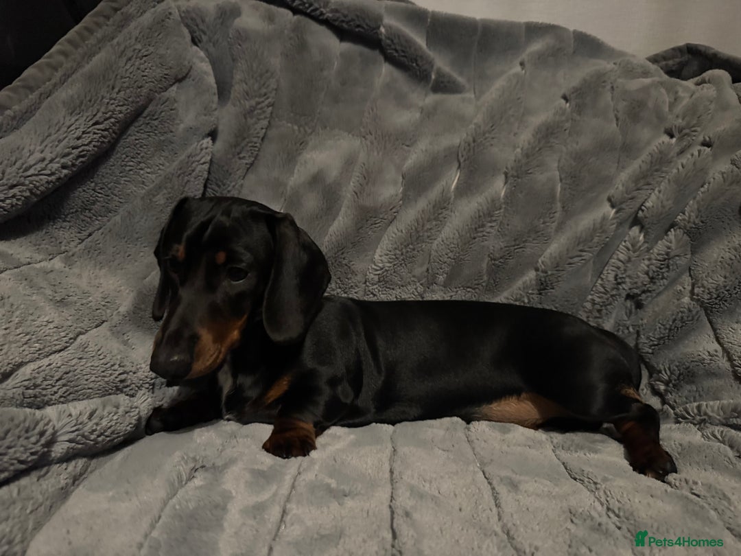 Miniature Dachshund dogs for sale: Stunning KC REG Miniature Dachshund puppy - Image 5