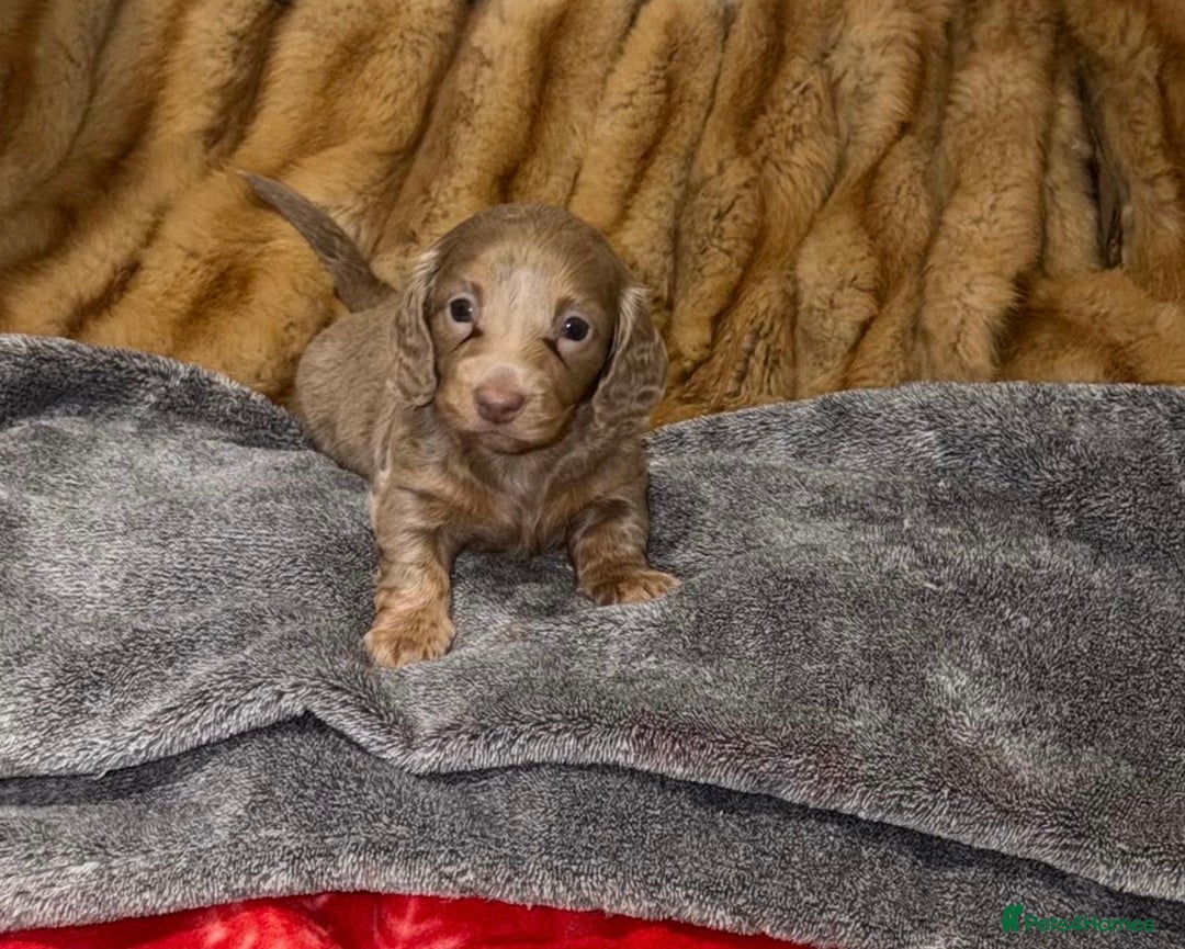Miniature Dachshund dogs for sale: 💎RARE BREED/RARE BLOODLINE🩸 DACHSHUND PUPS 🐾 💕 - Advert 15