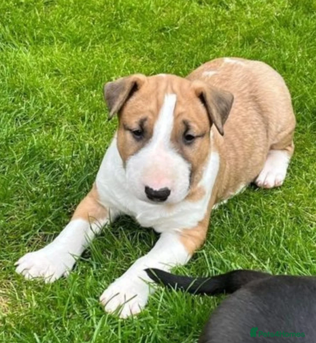 English Bull Terrier dogs for stud: Bull terrier at stud  fully health tested  - Advert 13