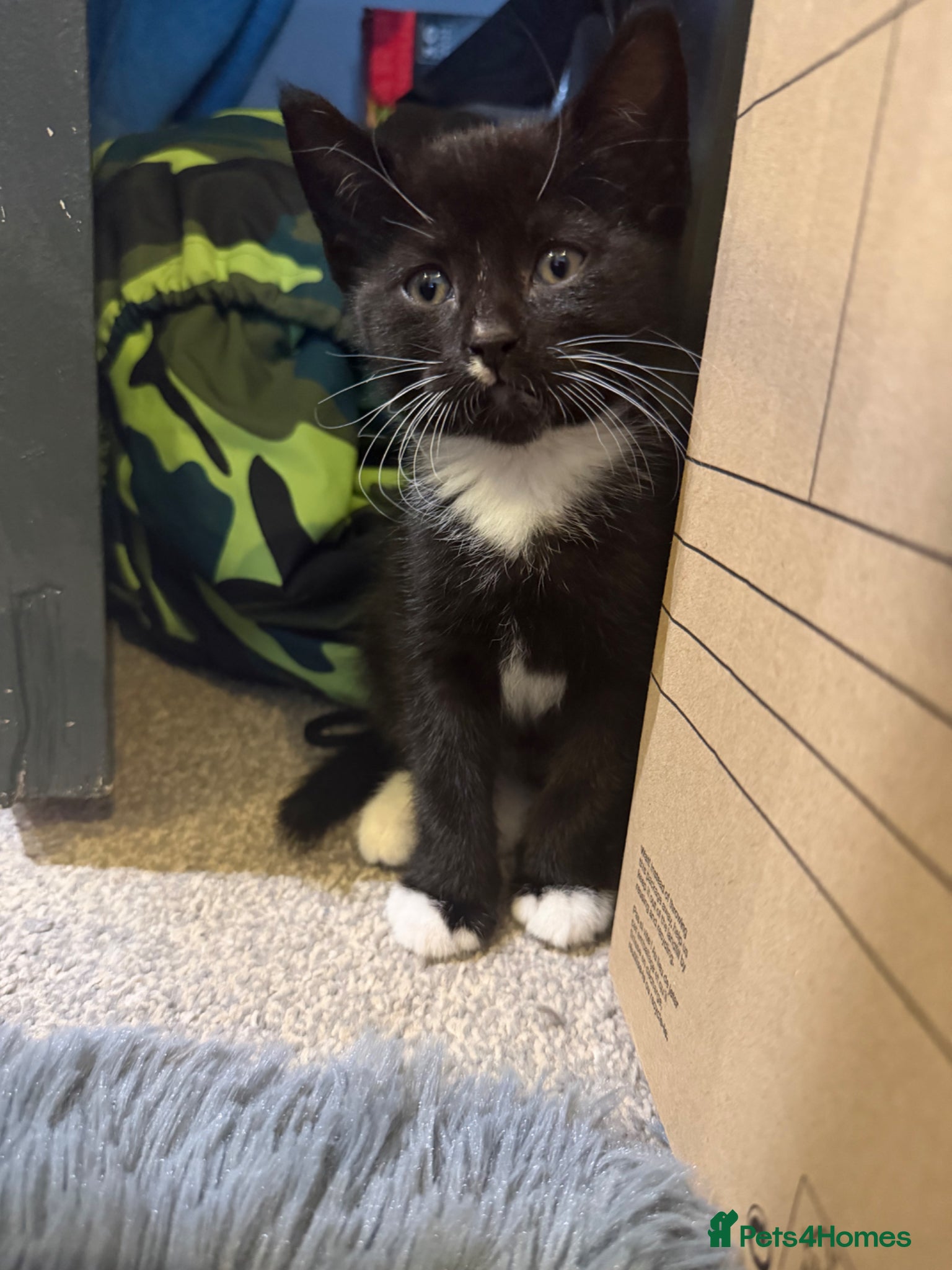 Mixed Breed cats Here we have a lovely litter of 4 kittens - Advert 15