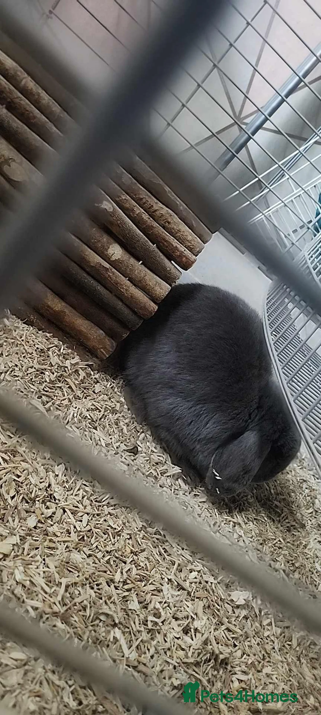 English Lop rabbits for sale: Daisy  in Worksop - Advert 4