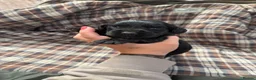 Cocker Spaniel dogs for sale: 2 male black cocker spaniels  - Advert 9
