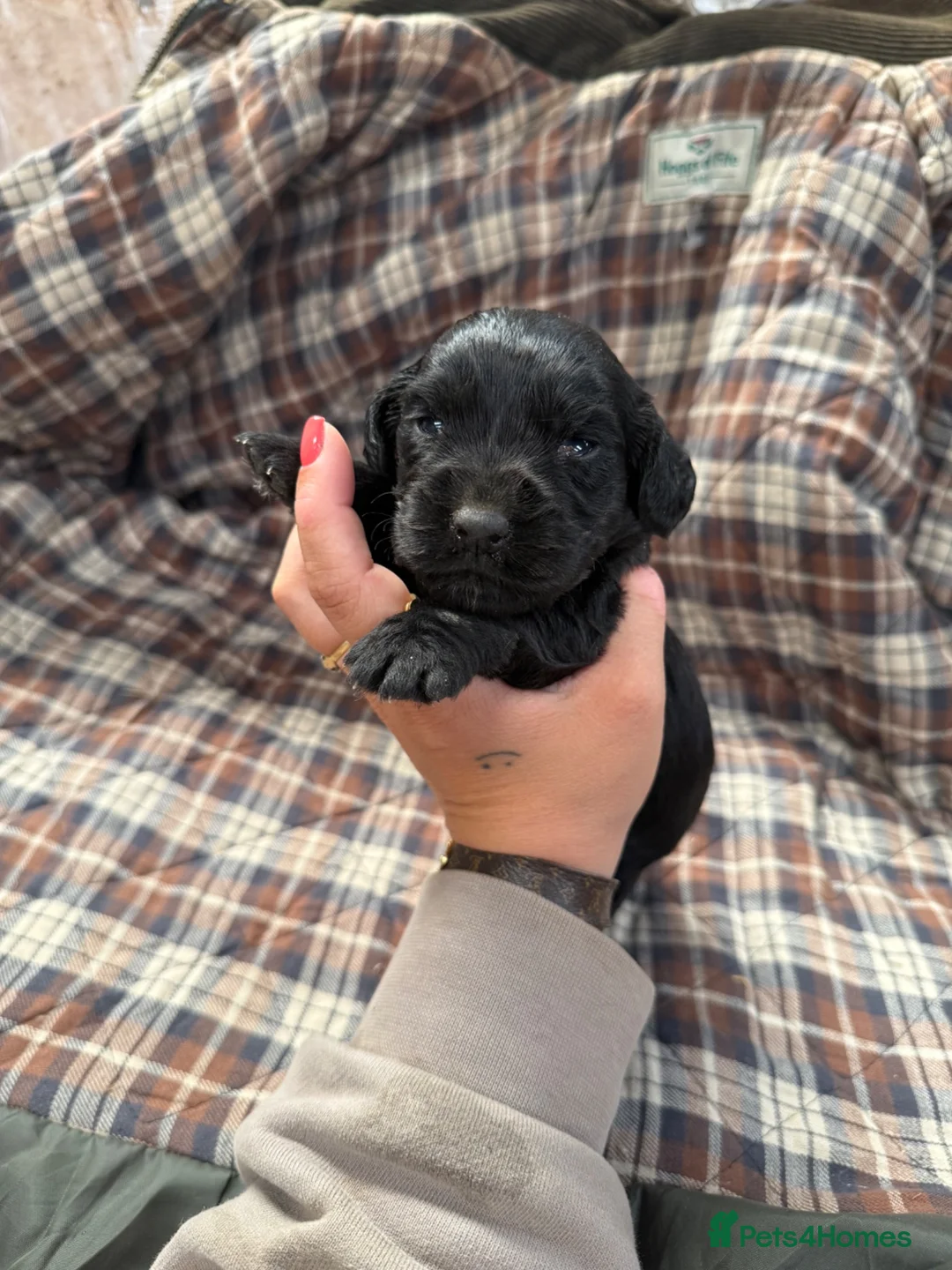 Cocker Spaniel dogs for sale: 2 male black cocker spaniels  - Advert 9