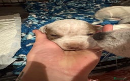 Mixed Breed dogs for sale: Staffy x shar pei female pups 3 - Image 12