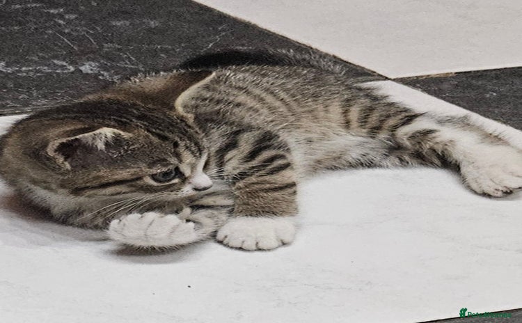 Mixed Breed cats - Advert 4