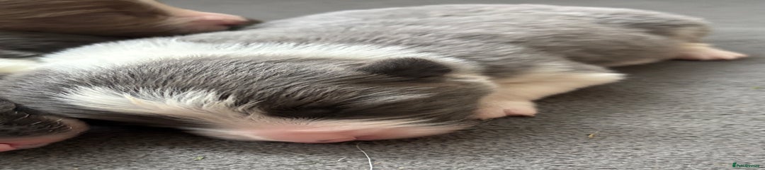 Border Collie Puppy 2