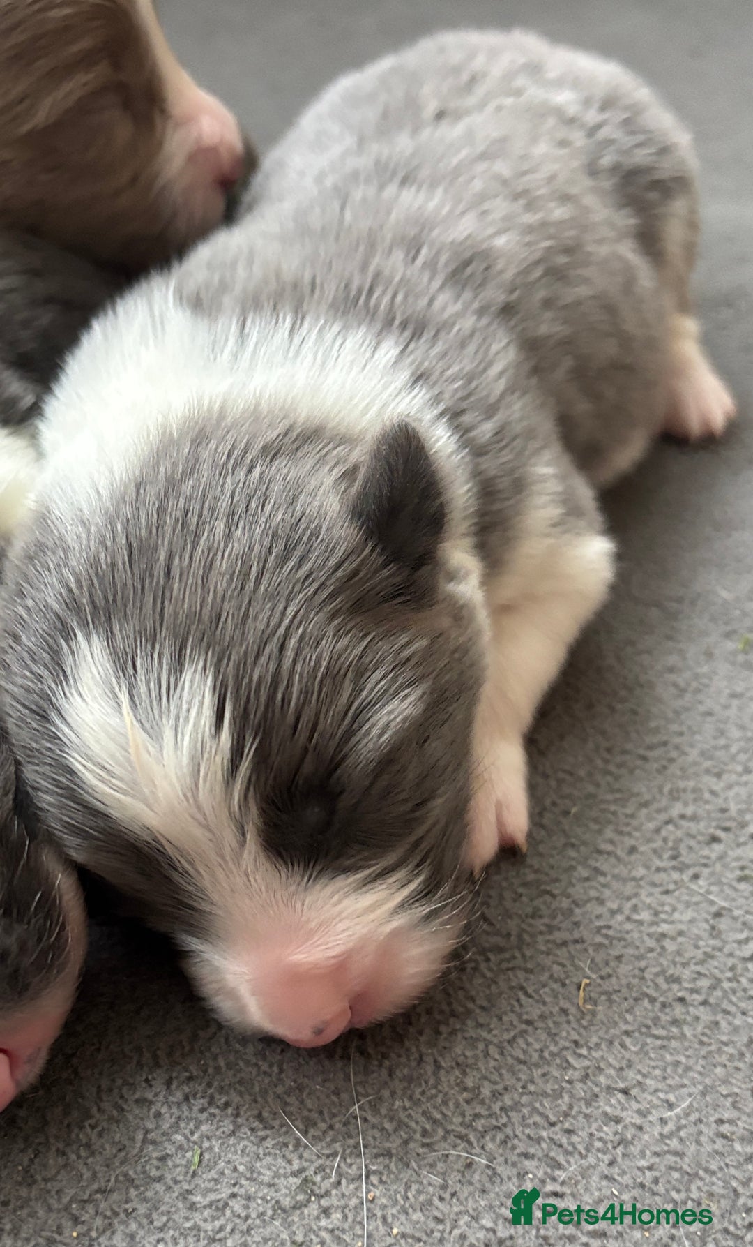 Border Collie dogs for sale:  Long Haired KC Reg Border Collie puppies for sale - Image 16