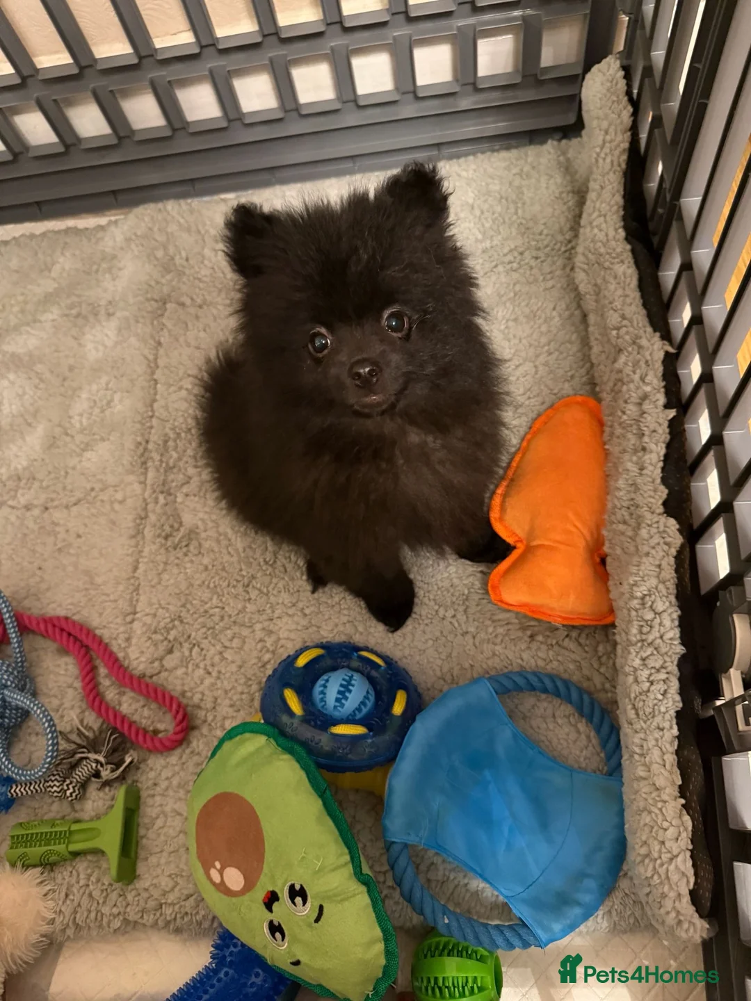 Pomchi dogs for sale: Beautiful pomeranian puppies  - Advert 5