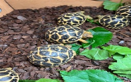 Tortoise reptiles for sale: Indian star tortoise  - Image 2