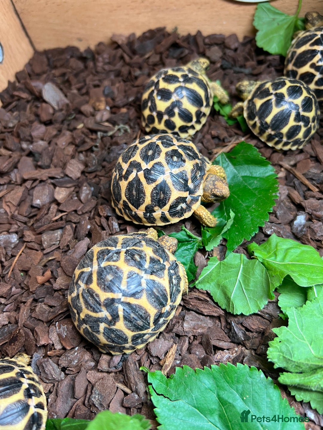 Tortoise reptiles for sale: Indian star tortoise  - Image 2
