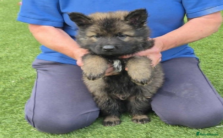 German Shepherd dogs - Advert 8