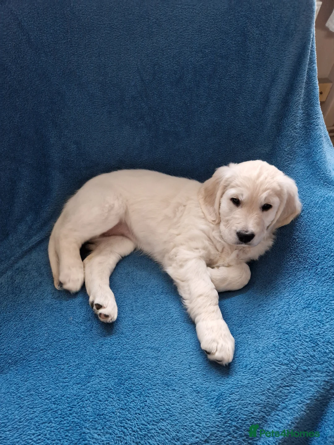 Goldendoodle dogs for sale: PEACHES 1 Year old Goldendoodle - Advert 10