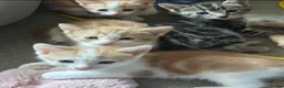 Mixed Breed cats for sale: 6 beautiful kittens  in Nottingham - Advert 8