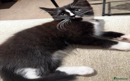 Mixed Breed cats for sale: 2 Lovely kittens ready for new homes  - Image 4