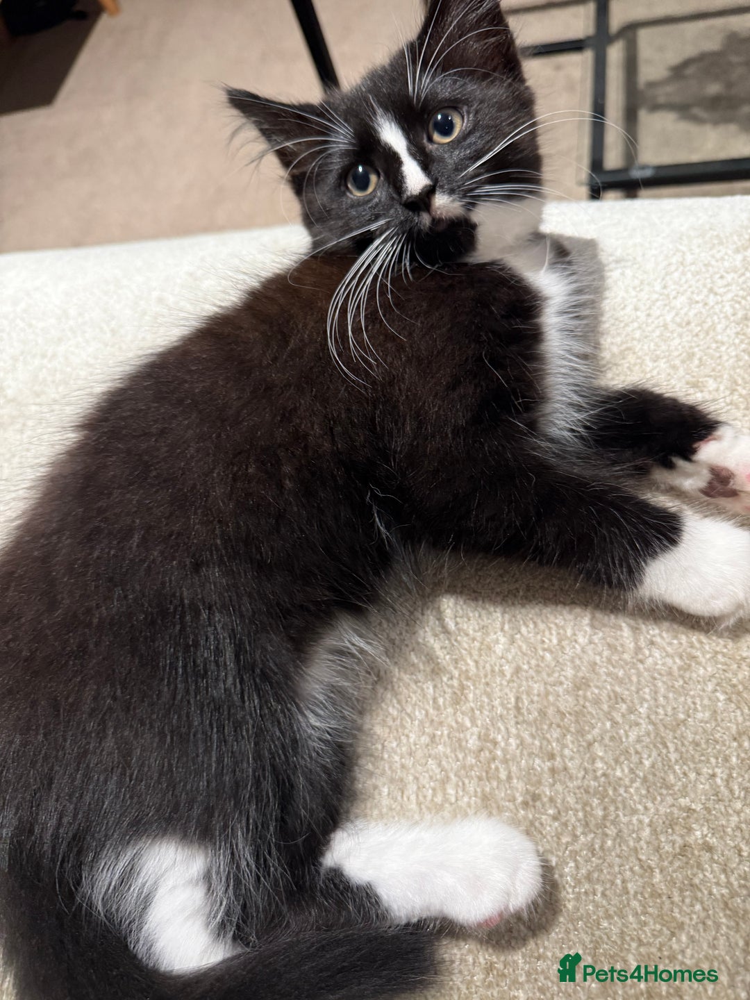 Mixed Breed cats for sale: 2 Lovely kittens ready for new homes  - Image 4
