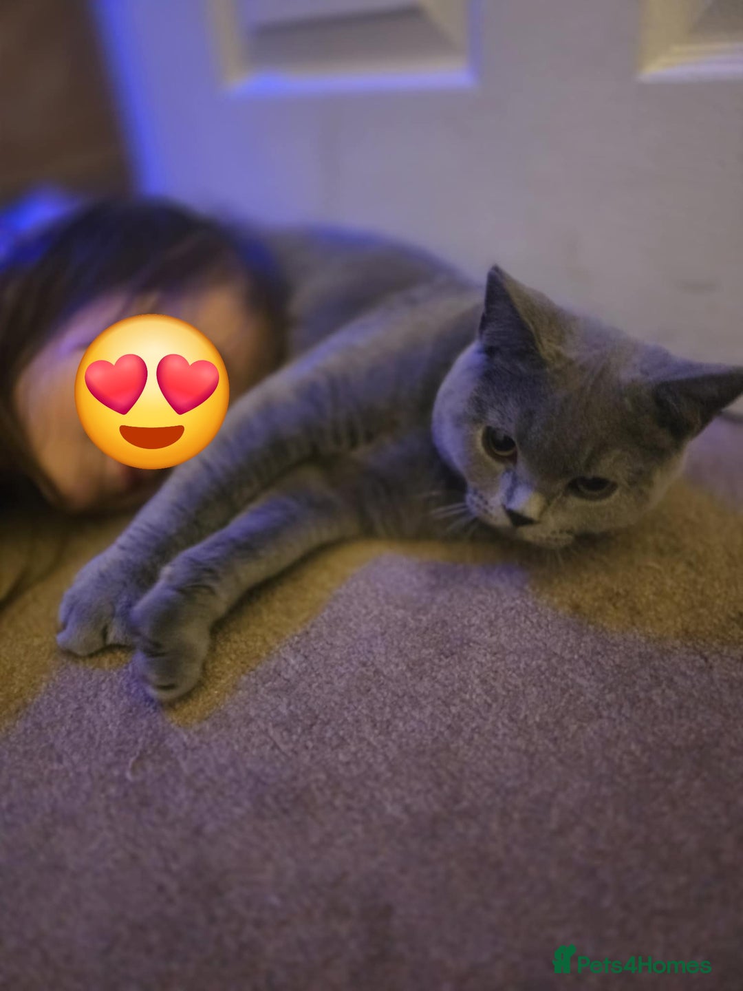 British Shorthair cats for sale: British shorthair GCCF registered  in Boston - Image 13