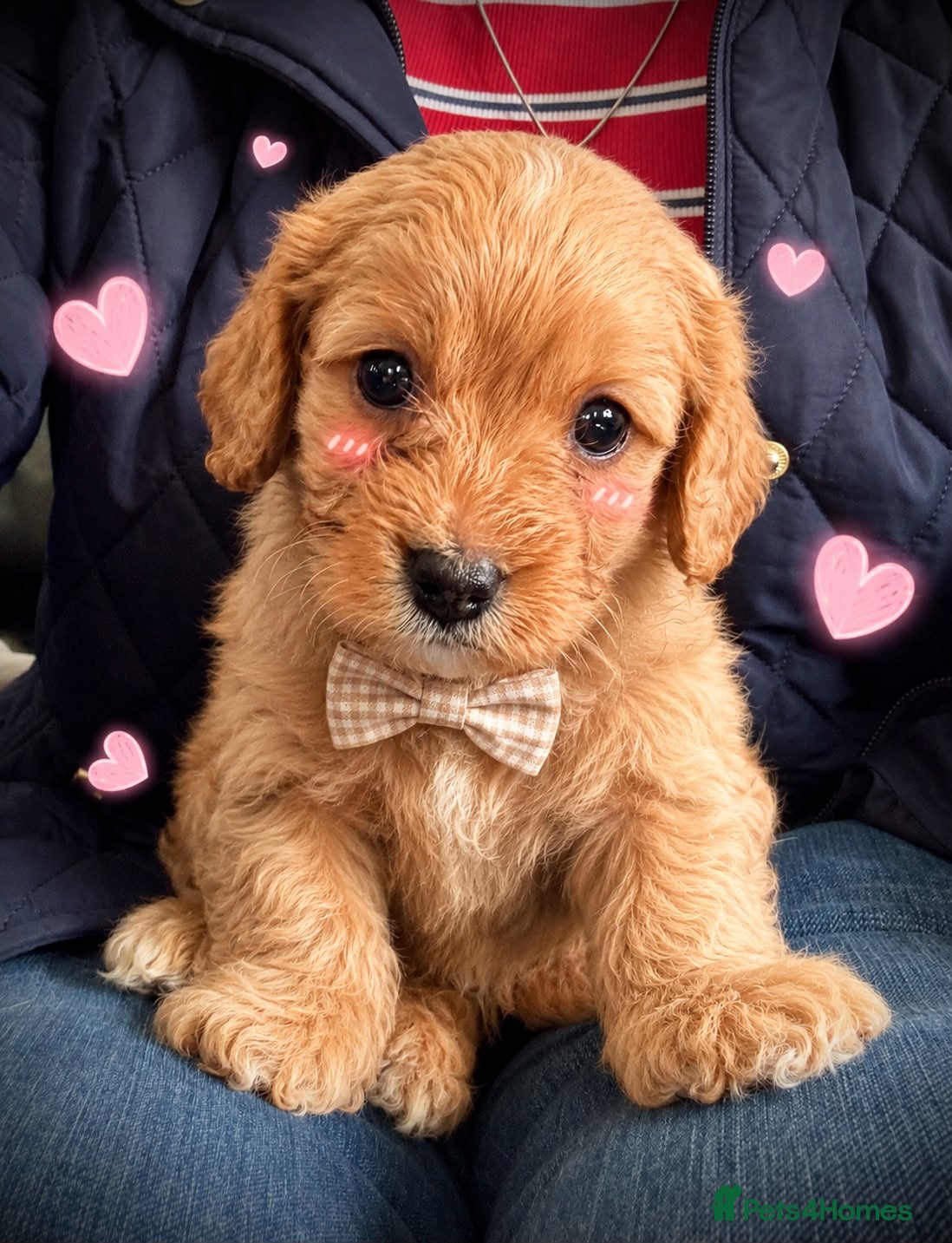Cavapoo dogs 💚Last apricot boy available💚 - Advert 1