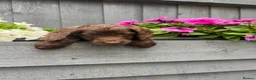 Cockapoo dogs for sale: Beautiful chocolate F1 cockapoo puppies  - Advert 6
