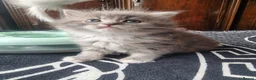 Ragdoll cats for sale: Ragdoll - Advert 17