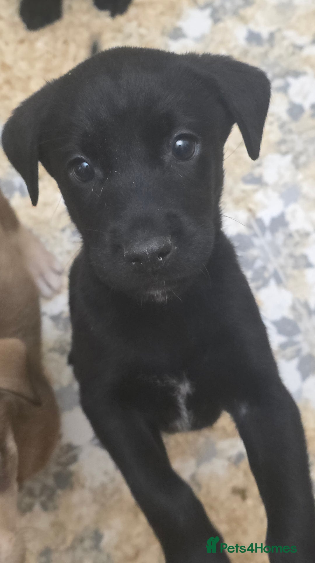 Mixed Breed dogs for sale: STUNNING RED FOX LABRADOR X SPECIAL SIBERIAN HUSKY - Advert 24