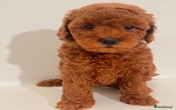 Miniature Poodle dogs for sale: Healthy miniature Poodles!!!! - Image 6
