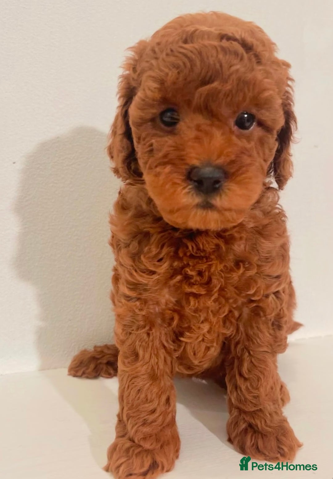 Miniature Poodle dogs for sale: Healthy miniature Poodles!!!! - Image 6