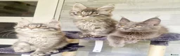 Maine Coon cats for sale: Maine coon kittens  - Advert 9