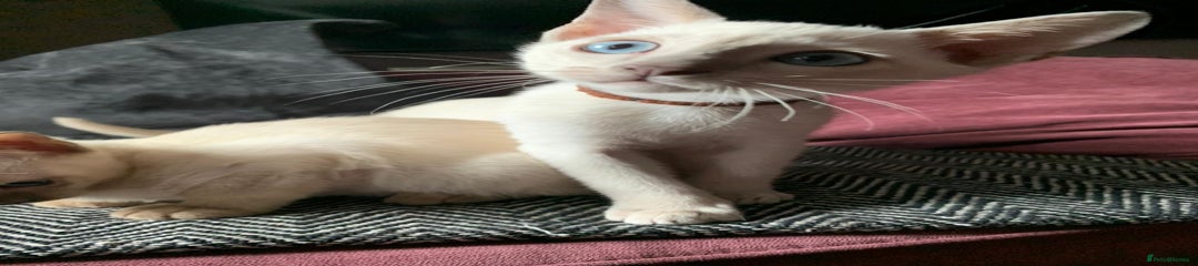 Burmese Kitten 2