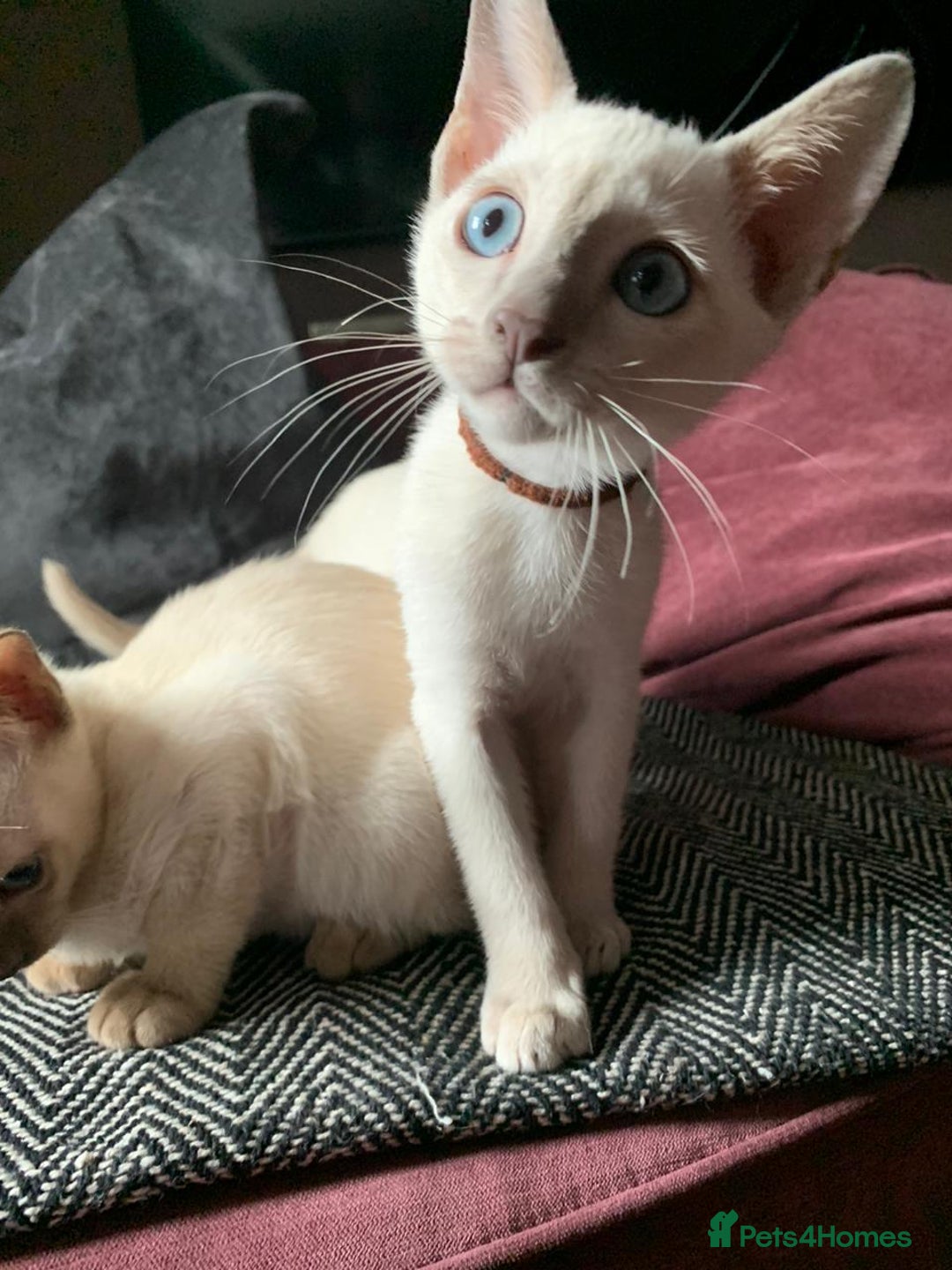 Burmese cats for sale: Chocolate mink Generation Pedigree Tonkinese  - Image 3
